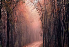 爱游戏网页版入口-帕尔梅拉斯全队士气高昂，冲击世俱杯更高荣誉